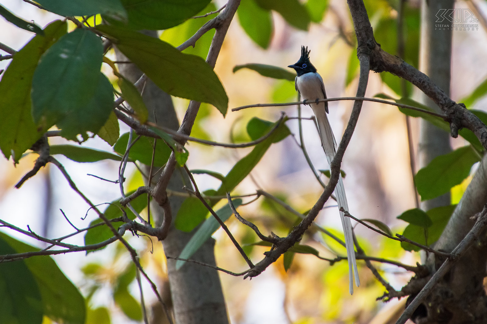 Tadoba - Aziatische paradijsvogel De prachtige Aziatische paradijsvogel (Asian paradise-flycatcher/Terpsiphone paradisi) met zijn lange witte staart. Stefan Cruysberghs